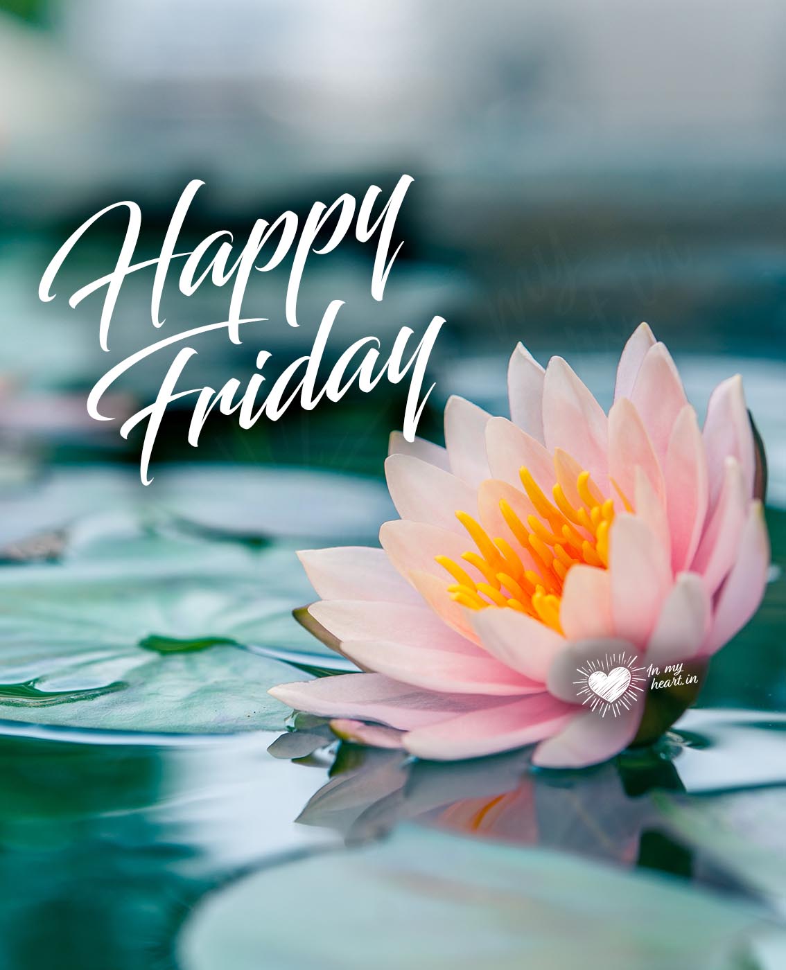 Happy Friday with lotus flower Happy Friday with lotus flower