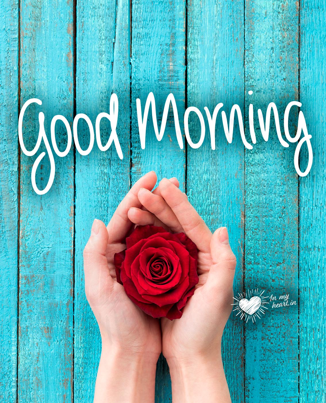 Good morning image with red rose Good morning image with red rose