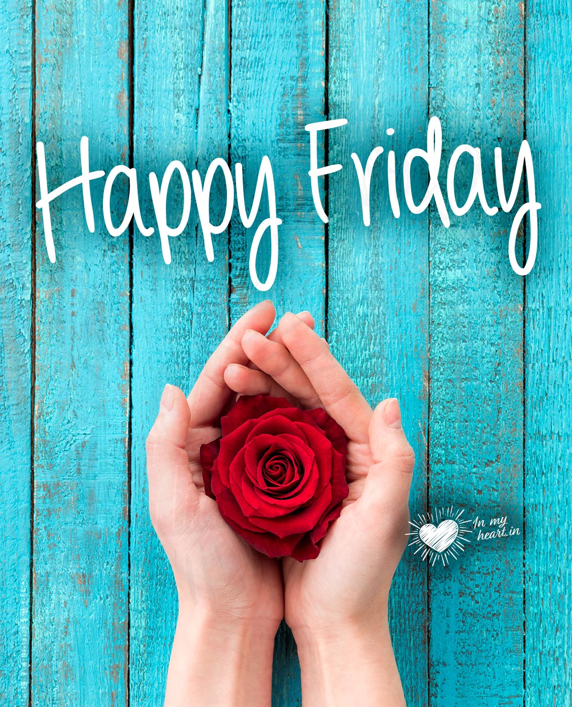 Happy Friday image with red rose Happy Friday image with red rose