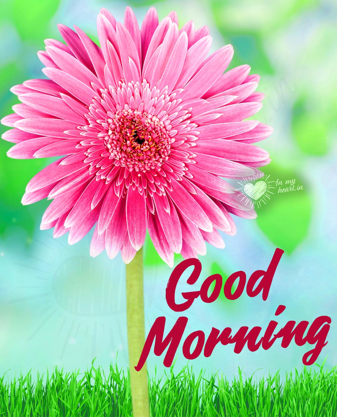 Good morning with gerbera daisy Good morning with gerbera daisy