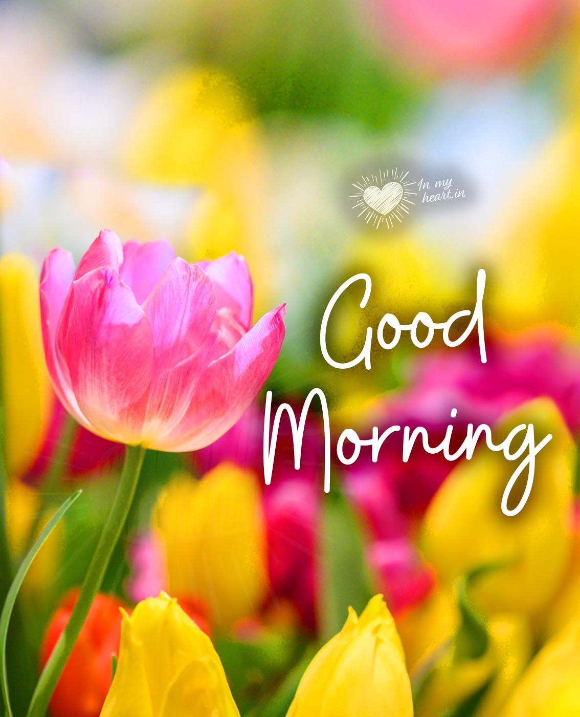 Good Morning with flowers Good Morning with flowers