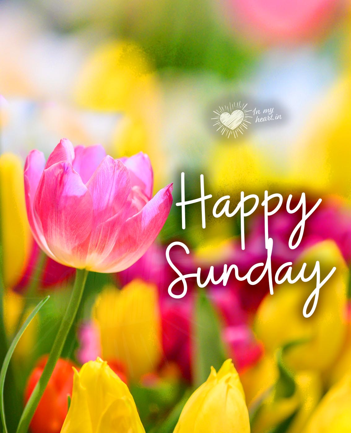 Happy sunday with flowers Happy sunday with flowers