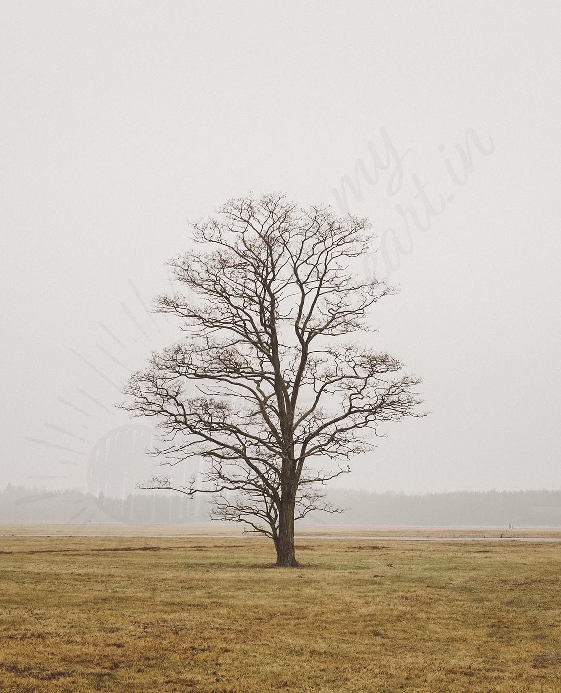 Lonely tree in the fog Lonely tree in the fog