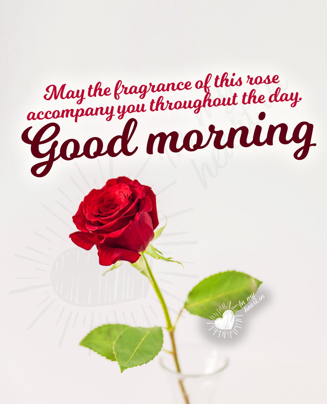 May the fragrance of this rose  accompany you throughout the day. Good morning May the fragrance of this rose  accompany you throughout the day. Good morning