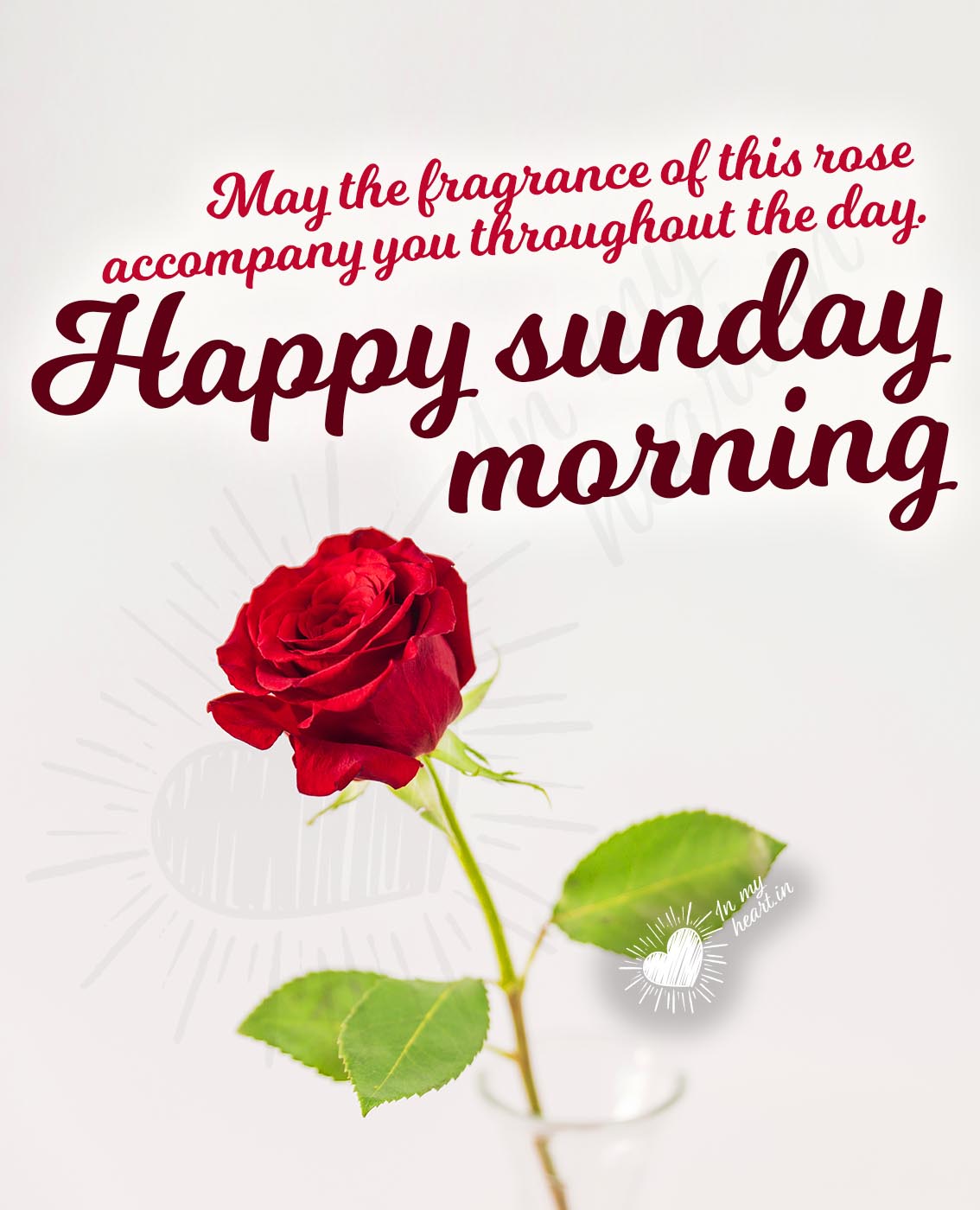 Happy Sunday morning quote with rose Happy Sunday morning quote with rose