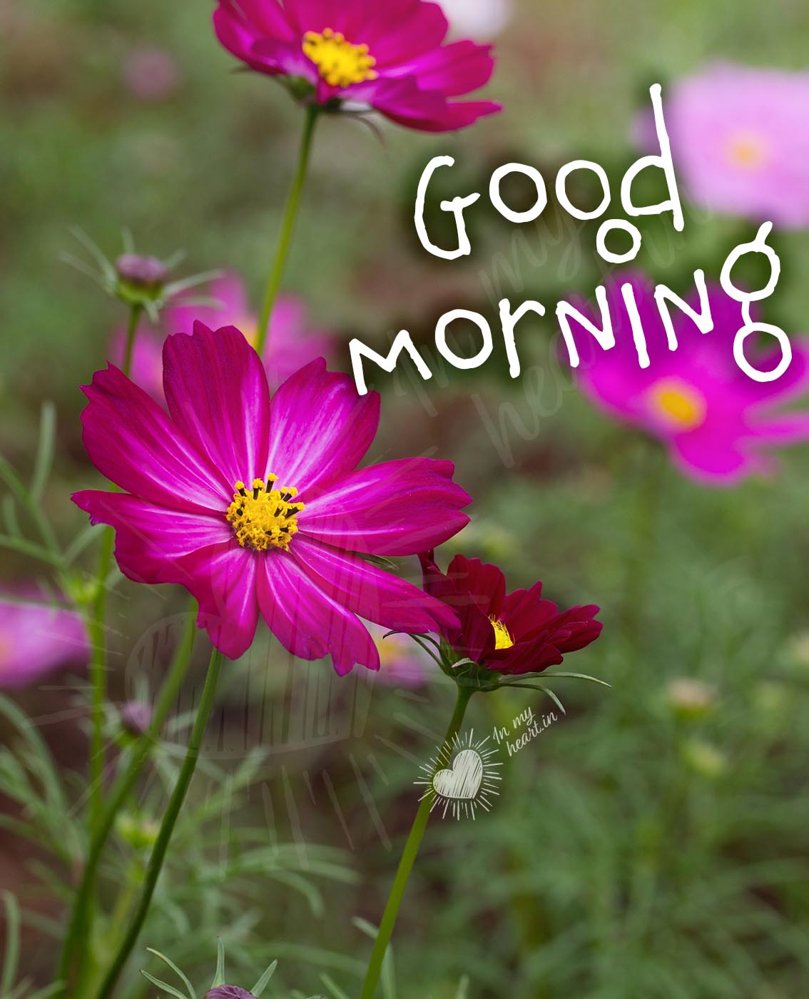 Good morning image with purple flowers Good morning image with purple flowers